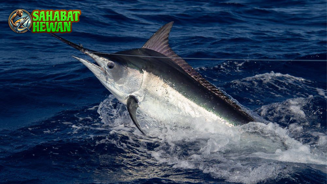 Rahasia Ikan Marlin