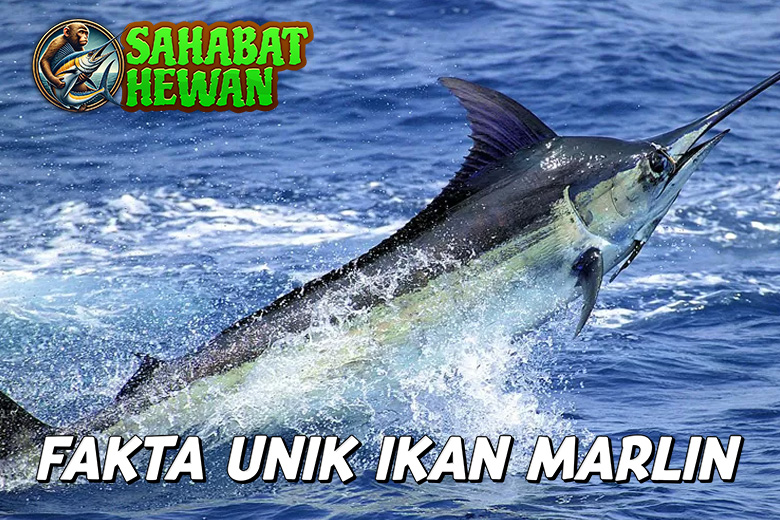 Rahasia Ikan Marlin