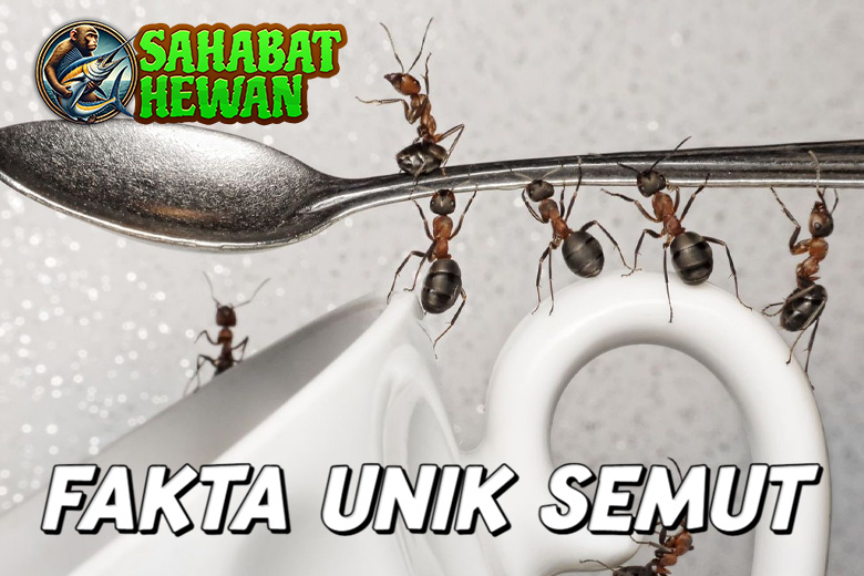 Fakta Unik Semut
