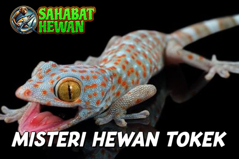 Hewan Tokek