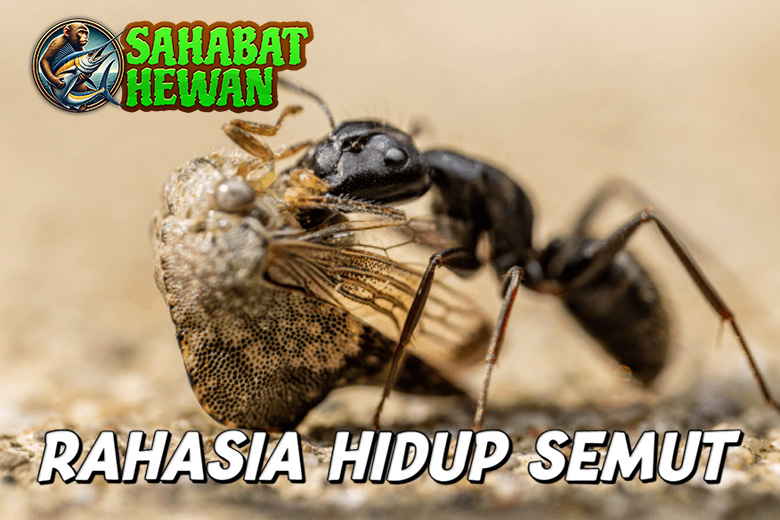 Semut
