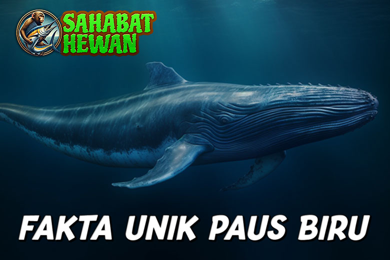 Paus Biru