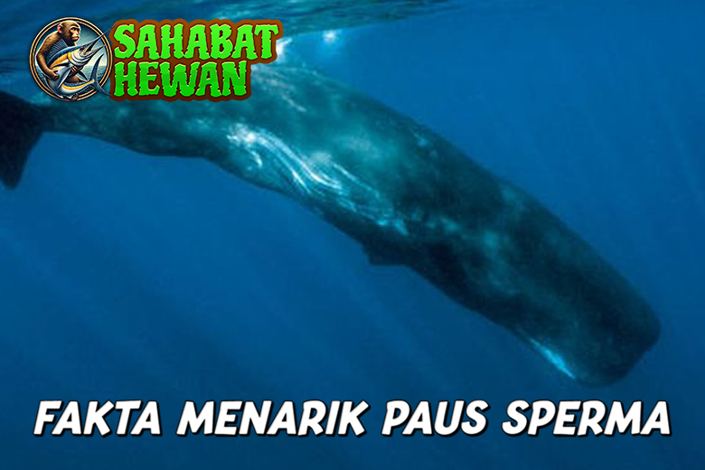 Paus Sperma