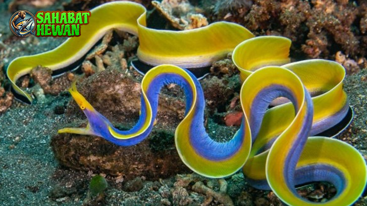 Belut Laut