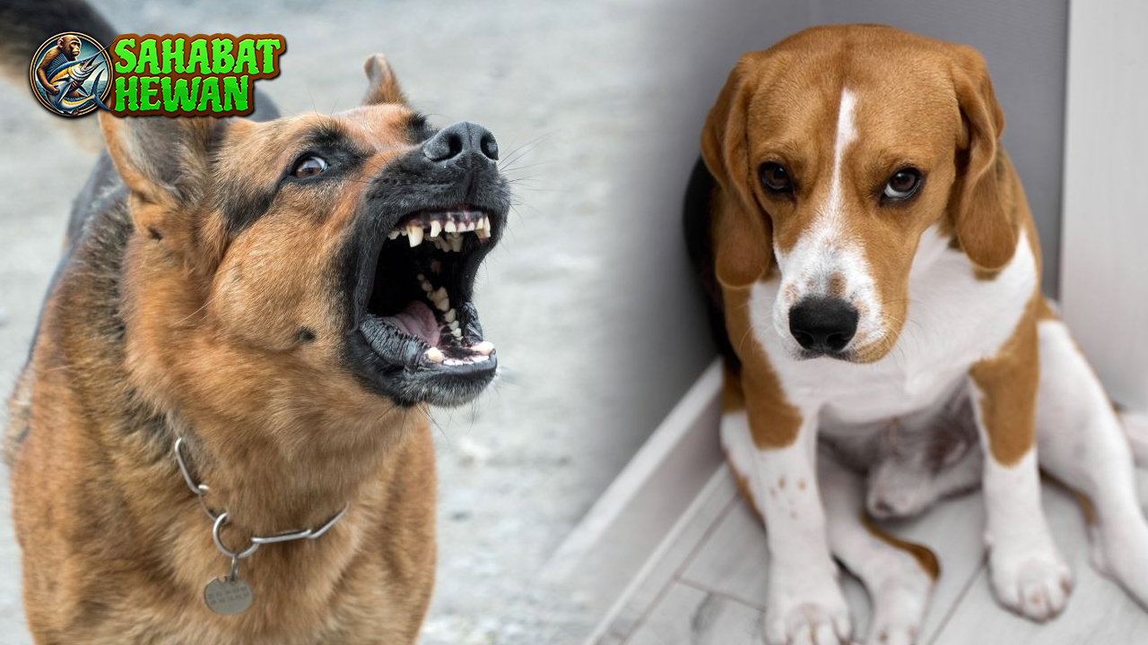 Bahasa Tubuh Anjing