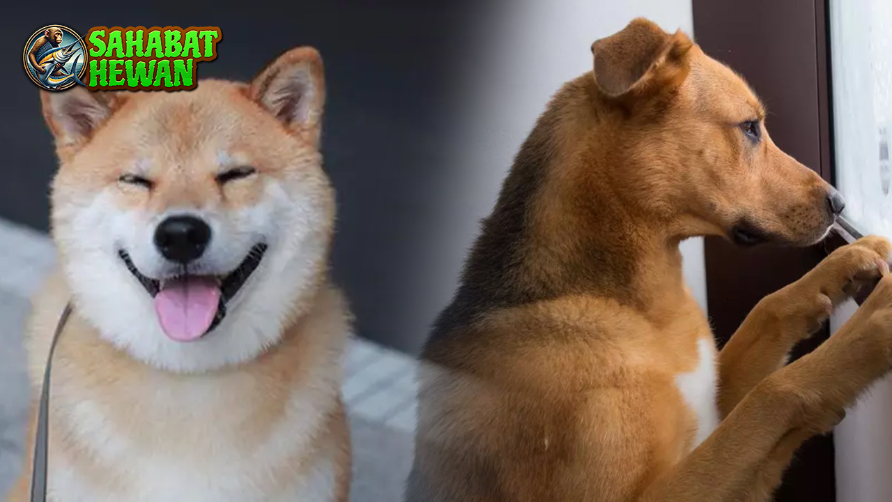 Bahasa Tubuh Anjing