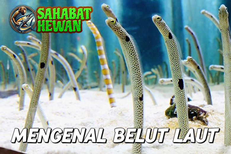 Belut Laut