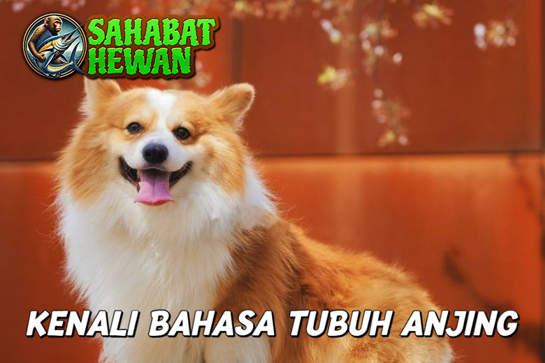 Bahasa Tubuh Anjing