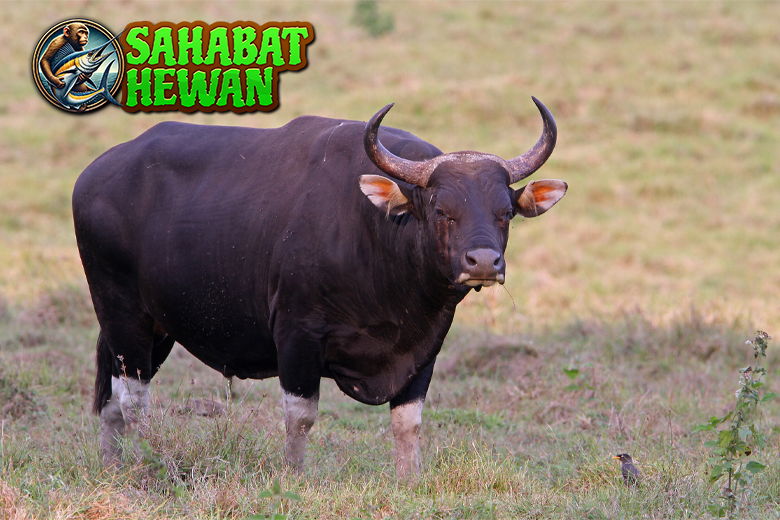 Di Balik Tanduk Tajam: Fakta Menarik tentang Banteng!