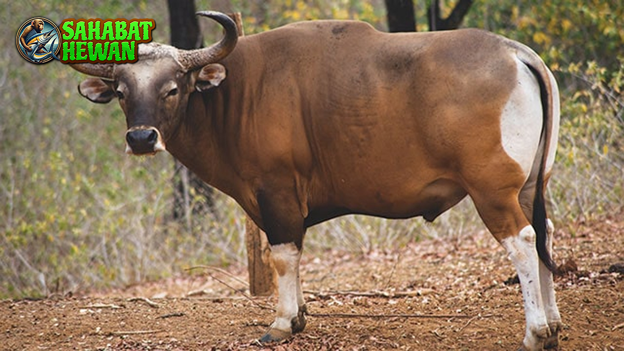 Di Balik Tanduk Tajam: Fakta Menarik tentang Banteng!