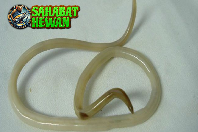 cacinggelang
