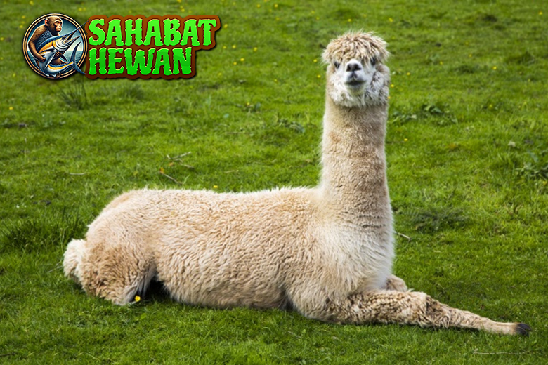 Llama: Apakah Benar Hewan yang Paling Sabar di Dunia?
