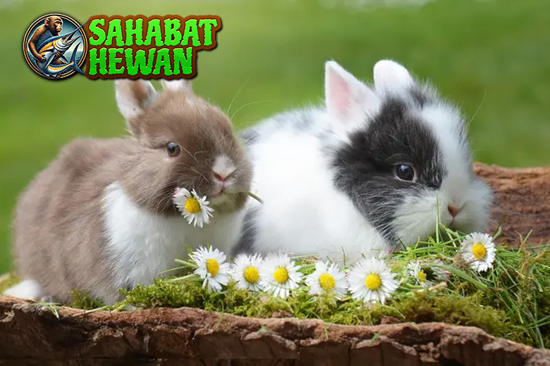 Bukan Cuma Imut: Kemampuan Super Kelinci yang Bikin Takjub!