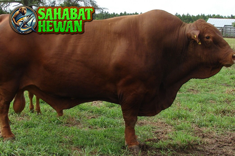 Lembu: Lebih dari Sekadar Ternak, Menyelami Peranannya di Alam