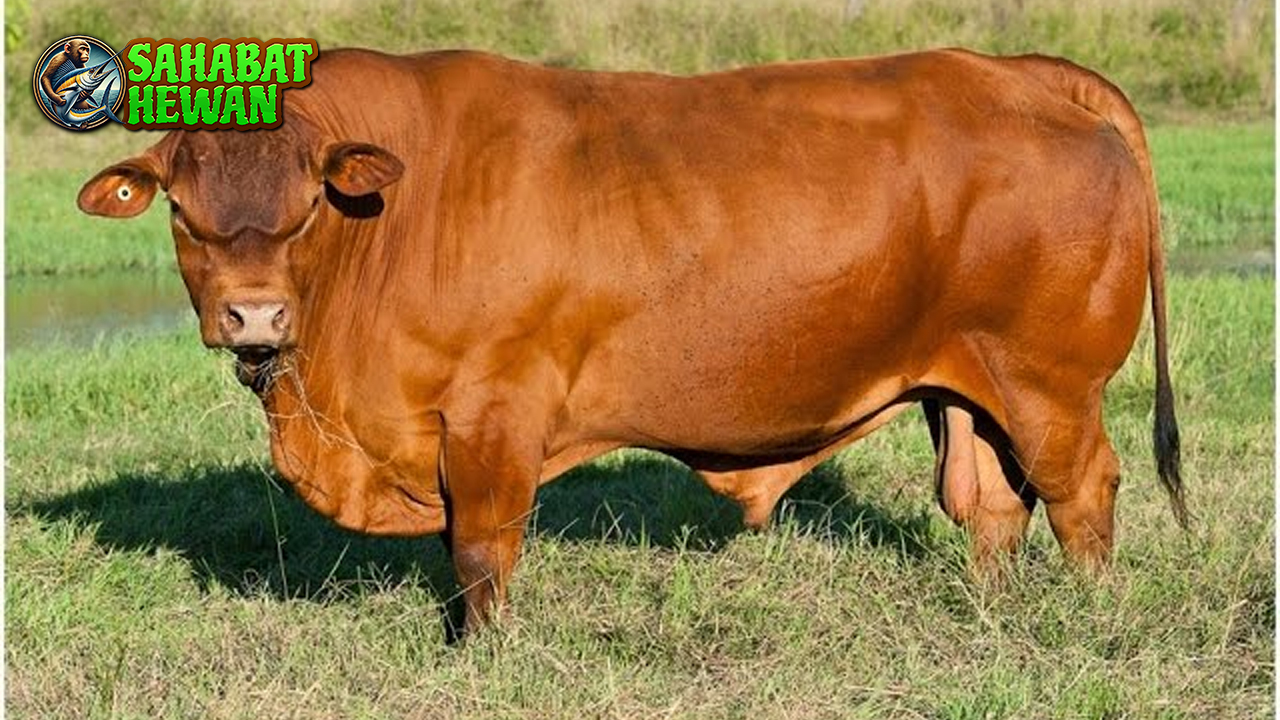 Lembu: Lebih dari Sekadar Ternak, Menyelami Peranannya di Alam