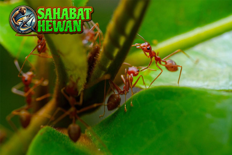 Bukan Sembarang Merah: Mengapa Semut Api Begitu Ditakuti?