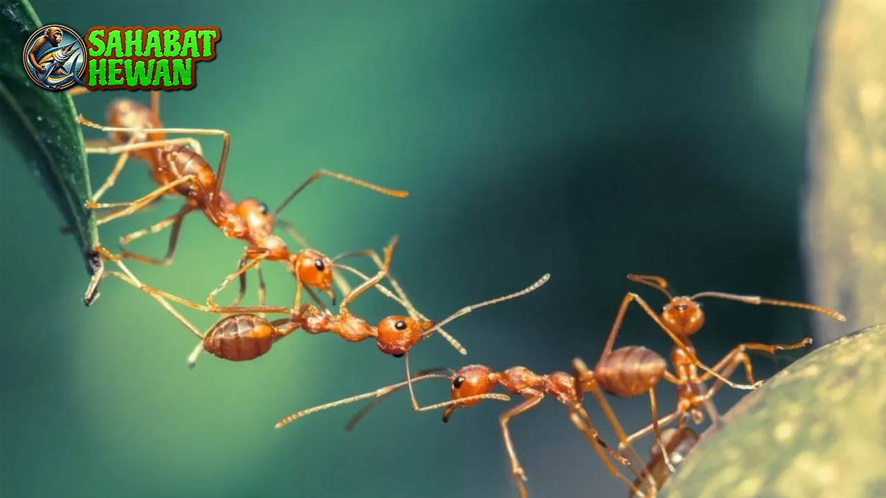 Bukan Sembarang Merah: Mengapa Semut Api Begitu Ditakuti?