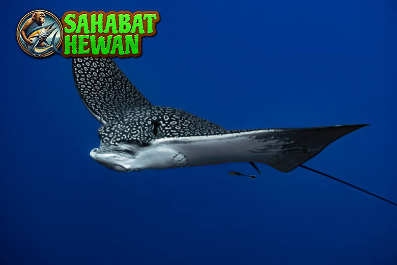 Ikan Pari dan Burung Elang: Keajaiban Alam yang Mengagumkan!