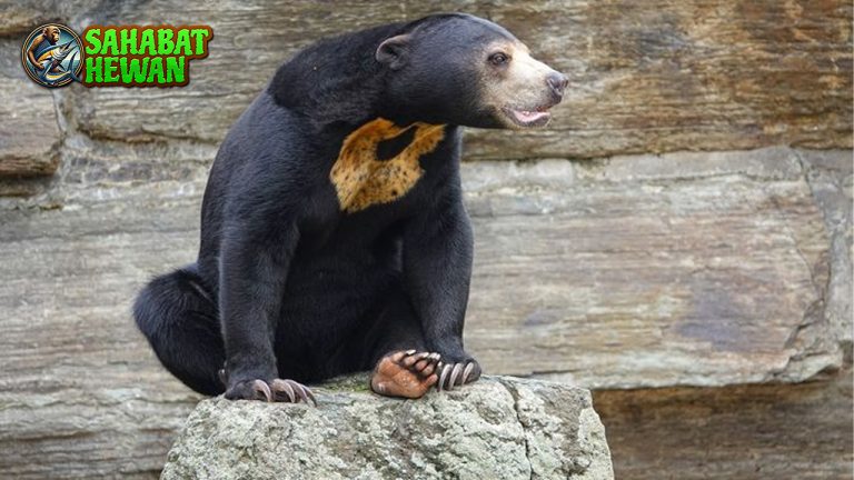 Jangan terkecoh oleh tampangnya yang terlihat santai dan gemar menyendiri. Di balik sikapnya yang kalem, beruang hutan