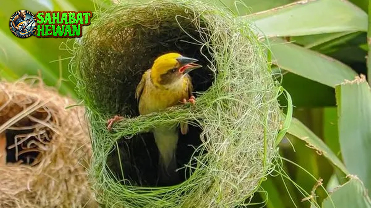 Burung Manyar: Pesona Alam dan Keterampilan Membuat Sarang!