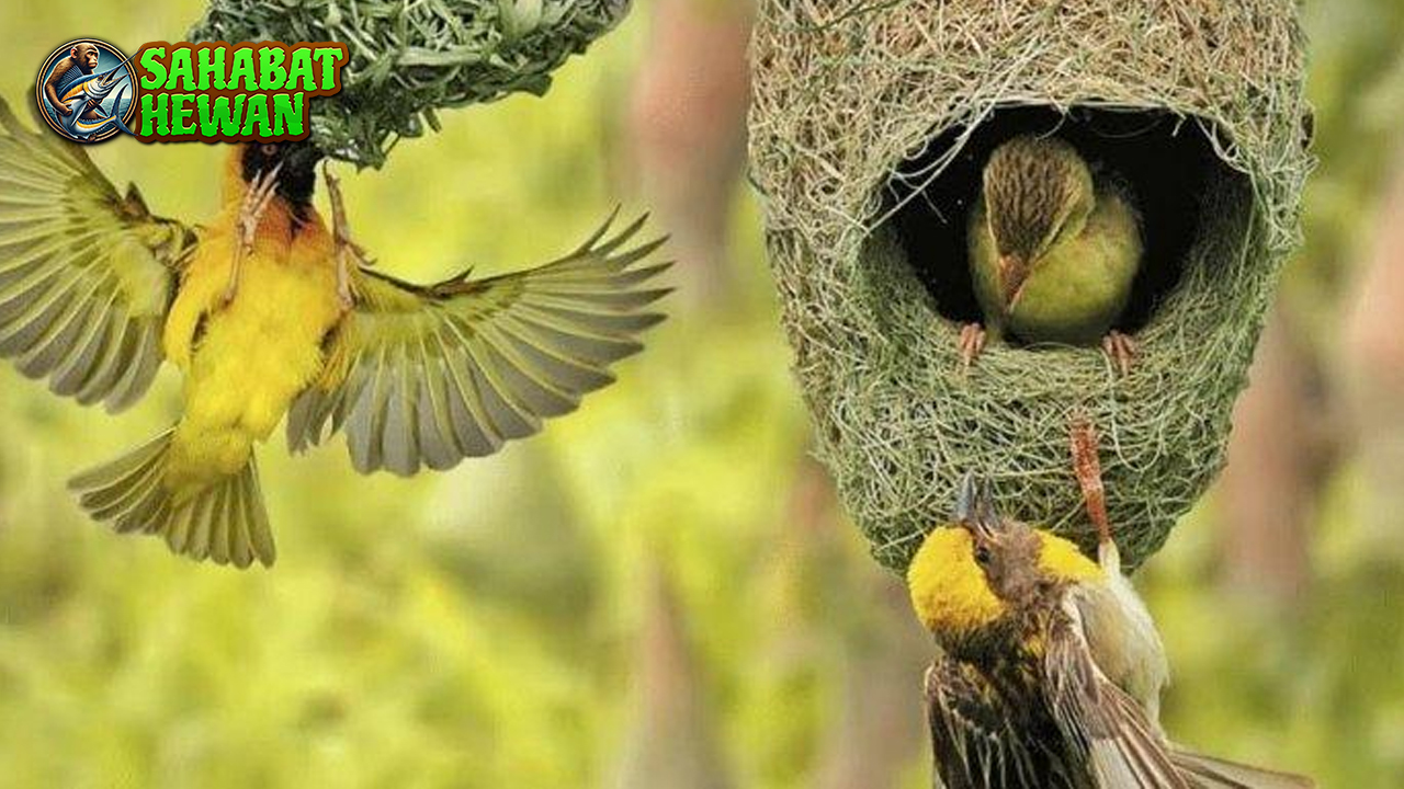 Tertarik dengan Burung Manyar? Yuk, Kenali Pesona Sarangnya!
