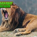 Singa: Simbol Keberanian dan Keagungan di Dunia Satwa!