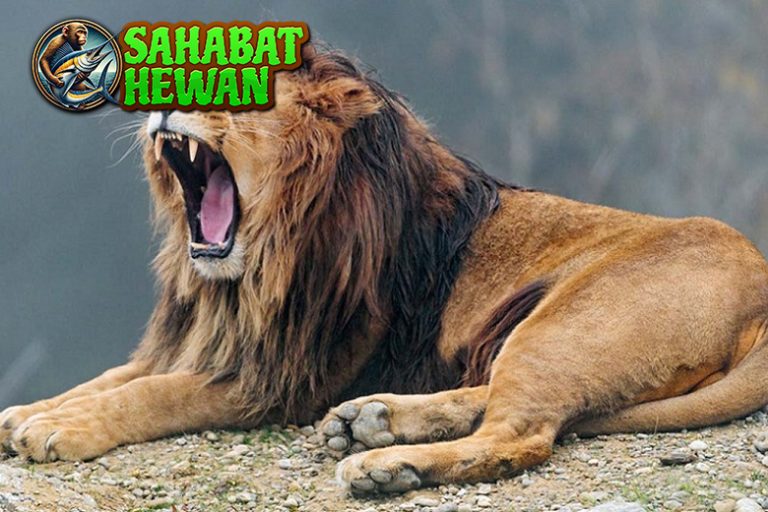 Singa: Simbol Keberanian dan Keagungan di Dunia Satwa!