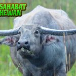 Kerbau: Si Raksasa Pembantu Petani yang Terabaikan!