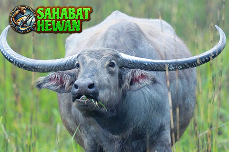 Kerbau: Si Raksasa Pembantu Petani yang Terabaikan!