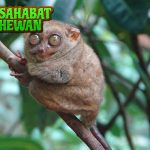 Tarsius Kerdil, Hewan Mini dengan Tatapan Super Tajam!