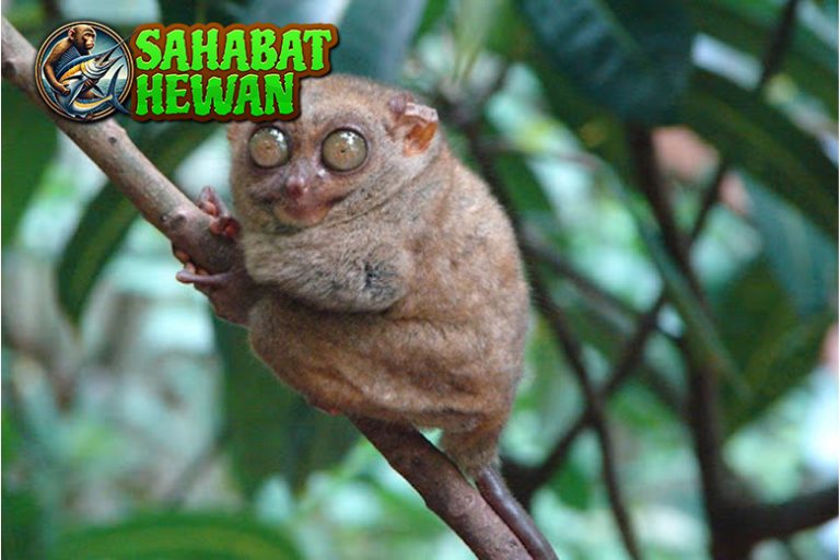 Tarsius Kerdil, Hewan Mini dengan Tatapan Super Tajam!