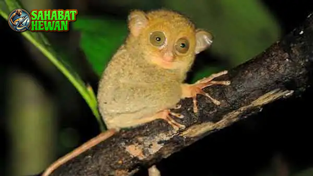 Tarsius Kerdil, Hewan Mini dengan Tatapan Super Tajam!