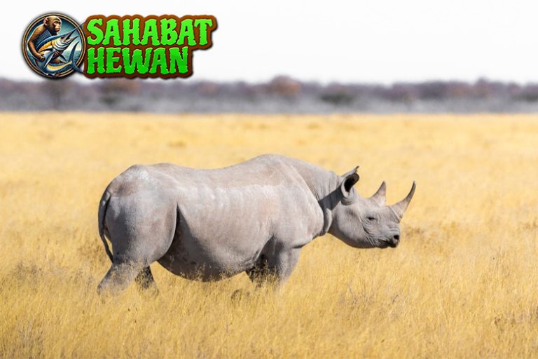 Badak Hewan Raksasa Kuat yang Menjaga Alam Nusantara