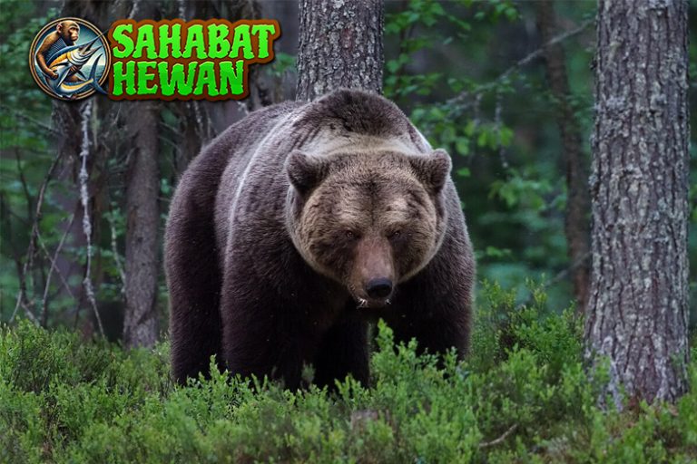 Brown bear