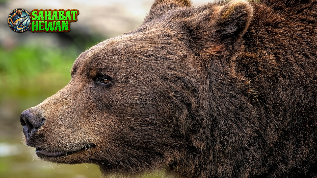 Mengintip Kehidupan Brown Bear Si Penguasa Hutan Sunyi!