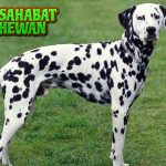 Dalmatian Dog Anjing Dengan Bintik yang Penuh Cerita!
