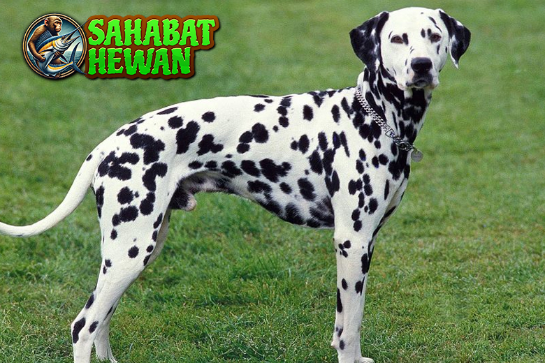 Dalmatian Dog Anjing Dengan Bintik yang Penuh Cerita!