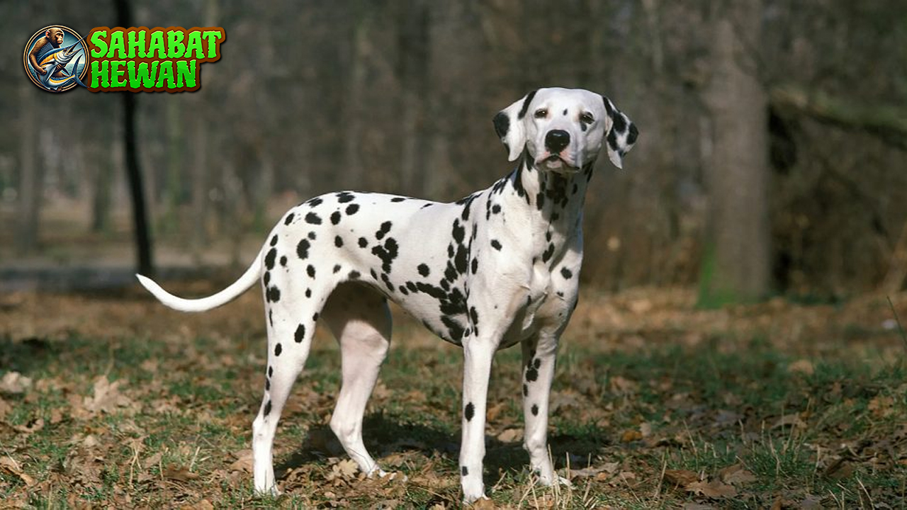 Dalmatian Dog Anjing Dengan Bintik yang Penuh Cerita!