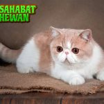 Exotic Shorthair Kucing Eksotis dengan Pesona Tak Tertandingi!