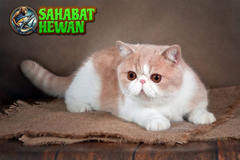 Exotic Shorthair Kucing Eksotis dengan Pesona Tak Tertandingi!