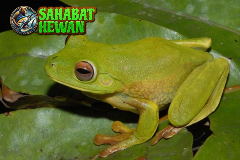 Rahasia Katak Hylidae, Si Ahli Akrobat dari Dunia Amfibi!
