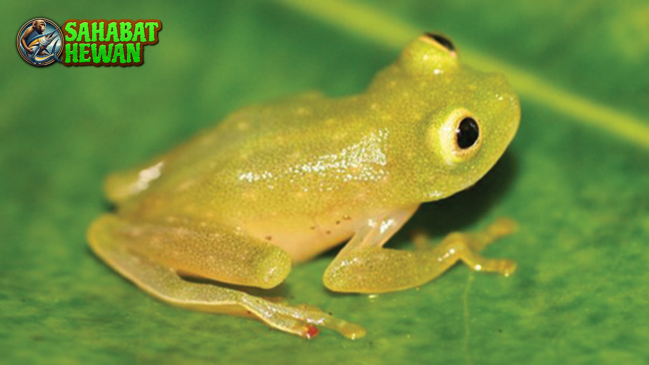 Rahasia Katak Hylidae, Si Ahli Akrobat dari Dunia Amfibi!