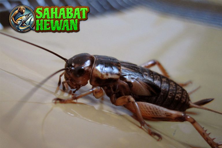 Jangkrik dan Keunikan Suaranya yang Bikin Penasaran!