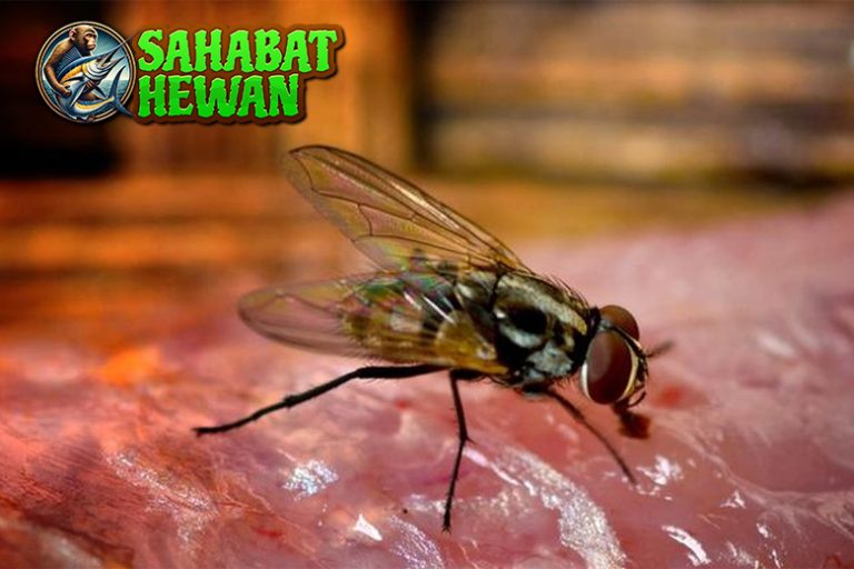 Lalat Serangga Kecil yang Sering Diremehkan, Tapi Licin!