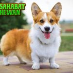 Dari semua anjing yang eksis di dunia ini, cuma satu yang bisa bikin orang senyum cuma karena bentuk badannya: Pembroke Welsh Corgi. Ukurannya mungil, kakinya pendek banget, tapi gaya jalan dan ekspresinya selalu sukses mencuri perhatian. Gak heran kalau jenis anjing ini jadi idola di mana-mana, apalagi di media sosial yang penuh dengan konten menggemaskan. Tapi, di balik wajah lucunya, ada fakta-fakta unik yang bikin kamu tambah kepincut. H2: Bukan Cuma Lucu, Tapi Penuh Warisan Meskipun bentuknya imut, Pembroke Welsh Corgi punya sejarah panjang yang gak bisa dianggap remeh. Anjing ini udah eksis sejak ribuan tahun lalu di Wales. Bahkan ada legenda yang bilang Corgi dulunya kendaraan para peri! Tapi tenang, ini bukan kisah mistis semata. Anjing ini dipelihara oleh petani buat bantu ngatur ternak. Yup, jangan salah sangka. Di balik badannya yang ceper, dia lincah banget. Gaya larinya gesit, dan dia punya naluri penjaga yang cukup tajam. Walaupun sekarang lebih sering jadi hewan peliharaan rumahan, jejak sejarahnya tetap nempel kuat. H3: Rajanya Ratu, Tapi Juga Milik Semua Kalangan Nama Pembroke Welsh Corgi makin bersinar karena satu alasan: Ratu Elizabeth II. Sejak kecil, beliau udah punya Corgi dan terus pelihara sampai akhir hayatnya. Anjing ini jadi simbol kehangatan istana, bukan sekadar peliharaan mewah. Tapi menariknya, justru karena popularitas dari Ratu, banyak orang biasa ikut jatuh cinta dan memeliharanya juga. Sekarang, Corgi bukan cuma ada di lingkungan bangsawan. Dari keluarga muda, influencer, sampai peternak biasa pun ikut tergoda dengan keunikannya. Apalagi, mereka punya karakter yang gampang dekat dengan manusia. Cocok banget buat jadi teman santai di rumah atau bahkan jalan-jalan ke taman. H2: Gaya Jalan Unik Bikin Dunia Gagal Fokus Kaki pendek bukan berarti kekurangan. Justru itu jadi daya tarik utama Corgi. Gerakan mereka saat jalan atau lari bikin siapa pun gagal fokus. Dengan bokong bulat dan langkah yang pendek-pendek tapi penuh semangat, mereka jadi bintang video lucu di TikTok dan Reels. Kelebihan ini bikin mereka gampang dikenali. Bahkan dari jauh pun, orang udah tahu: itu pasti Corgi! Ditambah dengan ekspresi wajah yang kayak selalu senang, aura positif dari anjing ini gampang banget menular ke siapa pun di sekitarnya. H3: Kecil-Kecil, Tapi Isi Tenaga Jangan kira tubuh mungil mereka bikin mereka mager. Justru sebaliknya, Corgi punya energi yang meledak-ledak. Mereka senang bergerak, aktif banget, dan sering ngajak main. Kalau kamu bukan tipe pemalas, ini cocok banget jadi partner harian. Tapi tentu aja, kamu juga harus siapin waktu buat ngajak dia main dan jalan-jalan. Kalau nggak, energi yang nggak tersalur bisa bikin dia bosan dan jadi jahil. Bukan marah, cuma cari perhatian. Ibaratnya, dia tuh kayak bocah aktif yang butuh main tiap hari biar gak rewel. Kesimpulan Pembroke Welsh Corgi bukan cuma lucu di luar, tapi juga punya karakter dan sejarah yang keren. Gaya hidupnya dinamis, wajahnya menggemaskan, dan kisah hidupnya penuh nilai. Cocok buat siapa aja yang ingin anjing pintar, enerjik, tapi tetap hangat. Jadi, kalau kamu selama ini cuma lihat Corgi dari video lucu doang, mungkin sekarang saatnya kamu kenalan lebih dekat. Si gemas berkaki pendek ini punya daya tarik yang jauh lebih besar dari sekadar tampilan luar. Dengan cinta dan waktu yang cukup, mereka bisa jadi sahabat paling setia dan menghibur.