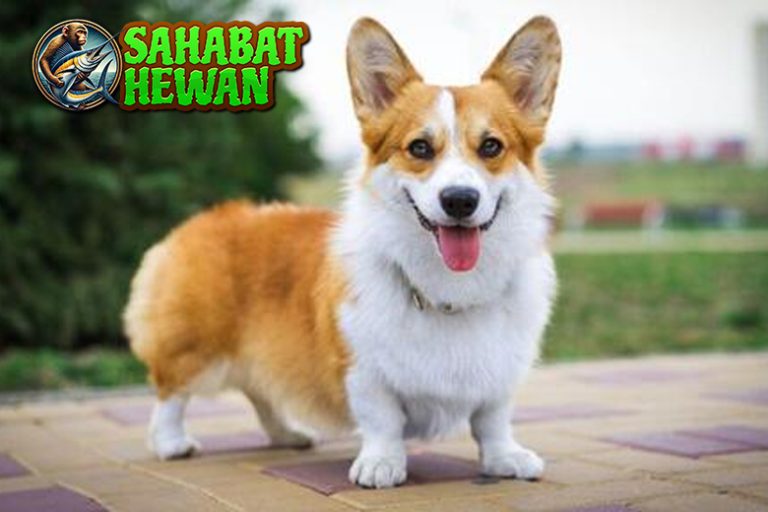 Dari semua anjing yang eksis di dunia ini, cuma satu yang bisa bikin orang senyum cuma karena bentuk badannya: Pembroke Welsh Corgi. Ukurannya mungil, kakinya pendek banget, tapi gaya jalan dan ekspresinya selalu sukses mencuri perhatian. Gak heran kalau jenis anjing ini jadi idola di mana-mana, apalagi di media sosial yang penuh dengan konten menggemaskan. Tapi, di balik wajah lucunya, ada fakta-fakta unik yang bikin kamu tambah kepincut. H2: Bukan Cuma Lucu, Tapi Penuh Warisan Meskipun bentuknya imut, Pembroke Welsh Corgi punya sejarah panjang yang gak bisa dianggap remeh. Anjing ini udah eksis sejak ribuan tahun lalu di Wales. Bahkan ada legenda yang bilang Corgi dulunya kendaraan para peri! Tapi tenang, ini bukan kisah mistis semata. Anjing ini dipelihara oleh petani buat bantu ngatur ternak. Yup, jangan salah sangka. Di balik badannya yang ceper, dia lincah banget. Gaya larinya gesit, dan dia punya naluri penjaga yang cukup tajam. Walaupun sekarang lebih sering jadi hewan peliharaan rumahan, jejak sejarahnya tetap nempel kuat. H3: Rajanya Ratu, Tapi Juga Milik Semua Kalangan Nama Pembroke Welsh Corgi makin bersinar karena satu alasan: Ratu Elizabeth II. Sejak kecil, beliau udah punya Corgi dan terus pelihara sampai akhir hayatnya. Anjing ini jadi simbol kehangatan istana, bukan sekadar peliharaan mewah. Tapi menariknya, justru karena popularitas dari Ratu, banyak orang biasa ikut jatuh cinta dan memeliharanya juga. Sekarang, Corgi bukan cuma ada di lingkungan bangsawan. Dari keluarga muda, influencer, sampai peternak biasa pun ikut tergoda dengan keunikannya. Apalagi, mereka punya karakter yang gampang dekat dengan manusia. Cocok banget buat jadi teman santai di rumah atau bahkan jalan-jalan ke taman. H2: Gaya Jalan Unik Bikin Dunia Gagal Fokus Kaki pendek bukan berarti kekurangan. Justru itu jadi daya tarik utama Corgi. Gerakan mereka saat jalan atau lari bikin siapa pun gagal fokus. Dengan bokong bulat dan langkah yang pendek-pendek tapi penuh semangat, mereka jadi bintang video lucu di TikTok dan Reels. Kelebihan ini bikin mereka gampang dikenali. Bahkan dari jauh pun, orang udah tahu: itu pasti Corgi! Ditambah dengan ekspresi wajah yang kayak selalu senang, aura positif dari anjing ini gampang banget menular ke siapa pun di sekitarnya. H3: Kecil-Kecil, Tapi Isi Tenaga Jangan kira tubuh mungil mereka bikin mereka mager. Justru sebaliknya, Corgi punya energi yang meledak-ledak. Mereka senang bergerak, aktif banget, dan sering ngajak main. Kalau kamu bukan tipe pemalas, ini cocok banget jadi partner harian. Tapi tentu aja, kamu juga harus siapin waktu buat ngajak dia main dan jalan-jalan. Kalau nggak, energi yang nggak tersalur bisa bikin dia bosan dan jadi jahil. Bukan marah, cuma cari perhatian. Ibaratnya, dia tuh kayak bocah aktif yang butuh main tiap hari biar gak rewel. Kesimpulan Pembroke Welsh Corgi bukan cuma lucu di luar, tapi juga punya karakter dan sejarah yang keren. Gaya hidupnya dinamis, wajahnya menggemaskan, dan kisah hidupnya penuh nilai. Cocok buat siapa aja yang ingin anjing pintar, enerjik, tapi tetap hangat. Jadi, kalau kamu selama ini cuma lihat Corgi dari video lucu doang, mungkin sekarang saatnya kamu kenalan lebih dekat. Si gemas berkaki pendek ini punya daya tarik yang jauh lebih besar dari sekadar tampilan luar. Dengan cinta dan waktu yang cukup, mereka bisa jadi sahabat paling setia dan menghibur.
