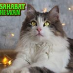 Ragamuffin Cat, Si Kucing Manja yang Suka Nempel Terus!