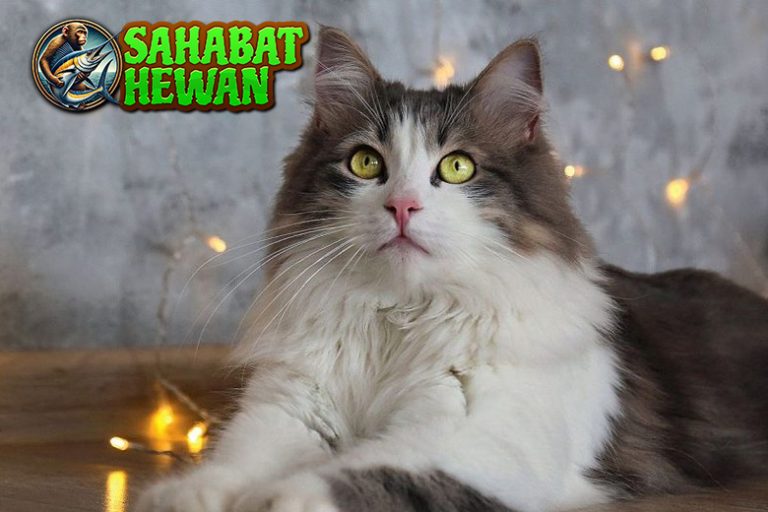 Ragamuffin Cat, Si Kucing Manja yang Suka Nempel Terus!