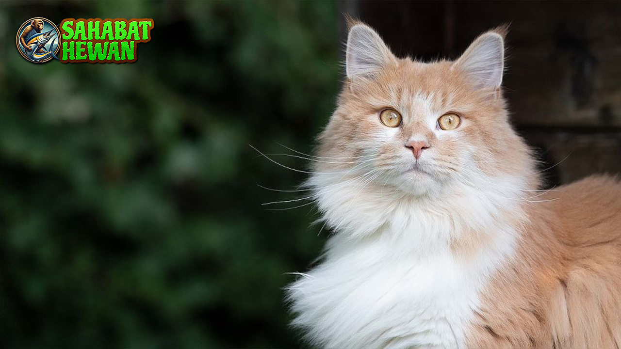Ragamuffin Cat, Si Kucing Manja yang Suka Nempel Terus!