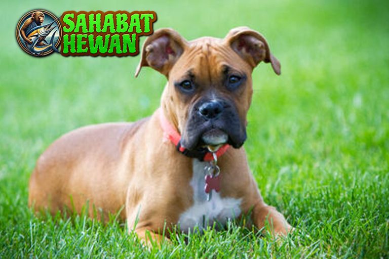 Mengenal Anjing Boxer Petarung Gagah nan Penyayang!
